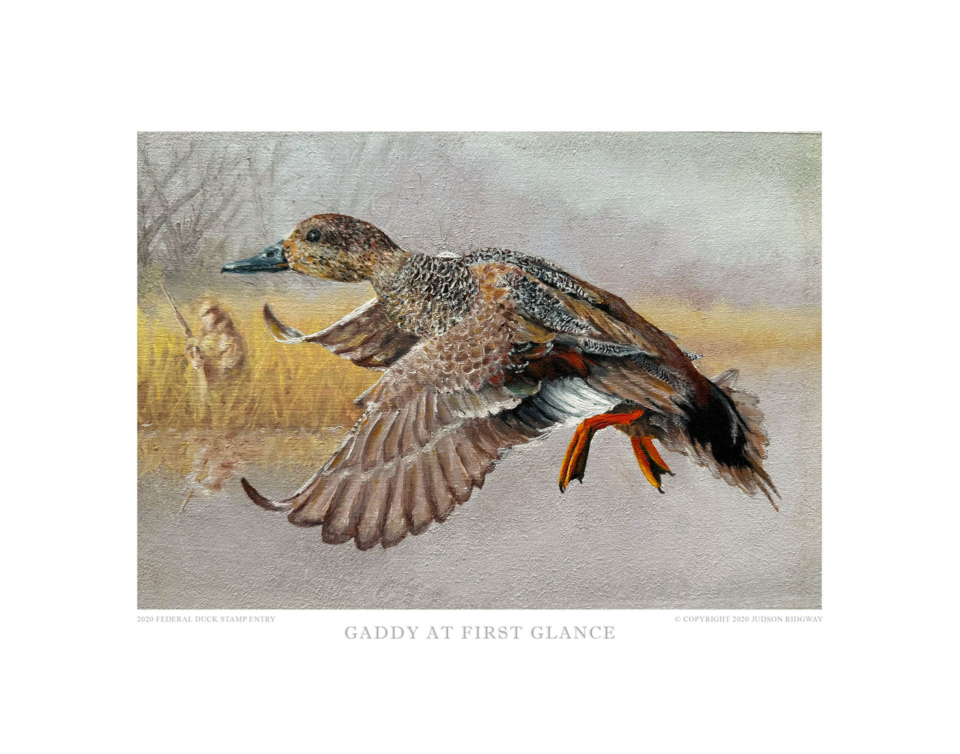 GADWALL AT FIRST GLANCE LIMITED EDITION PRINT