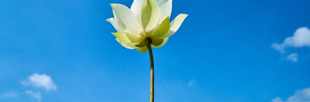 seance soins energetiques.jpeg