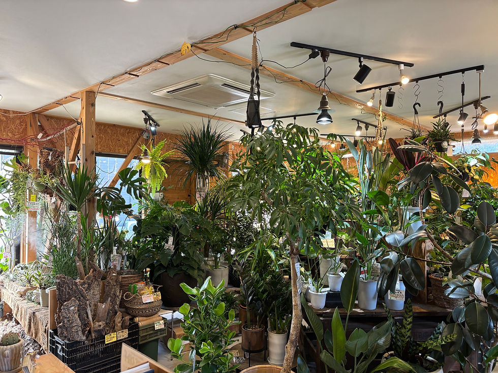 店内　観葉植物