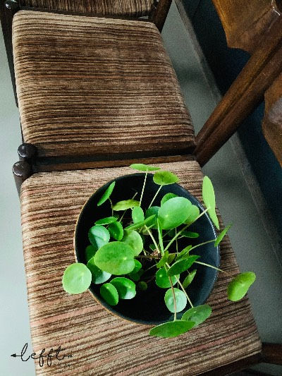 Thumbnail: Vintage jaren 60 eetkamerstoelen bruin met zachte stoffen zitting bovenaanzicht met plantje erop