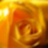 Gold Rose 360x360.jpg