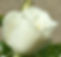 White rose