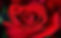 Red rose