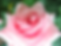 Pink rose