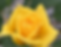 Gold rose