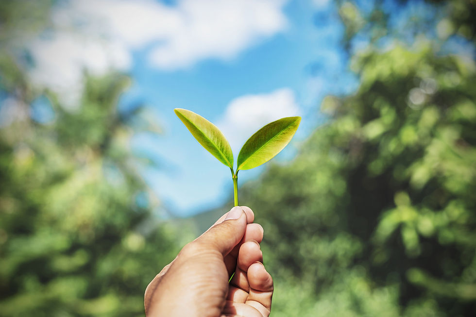 person-who-holds-leaf-his-hand.jpg