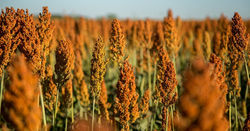 Sorgo