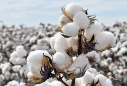Algodón