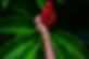 Red Ginger Flower in Hand.JPG
