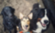 dogs.jpeg