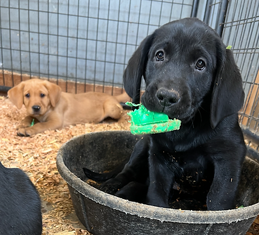 Zoey's black & yellow puppies 1.PNG