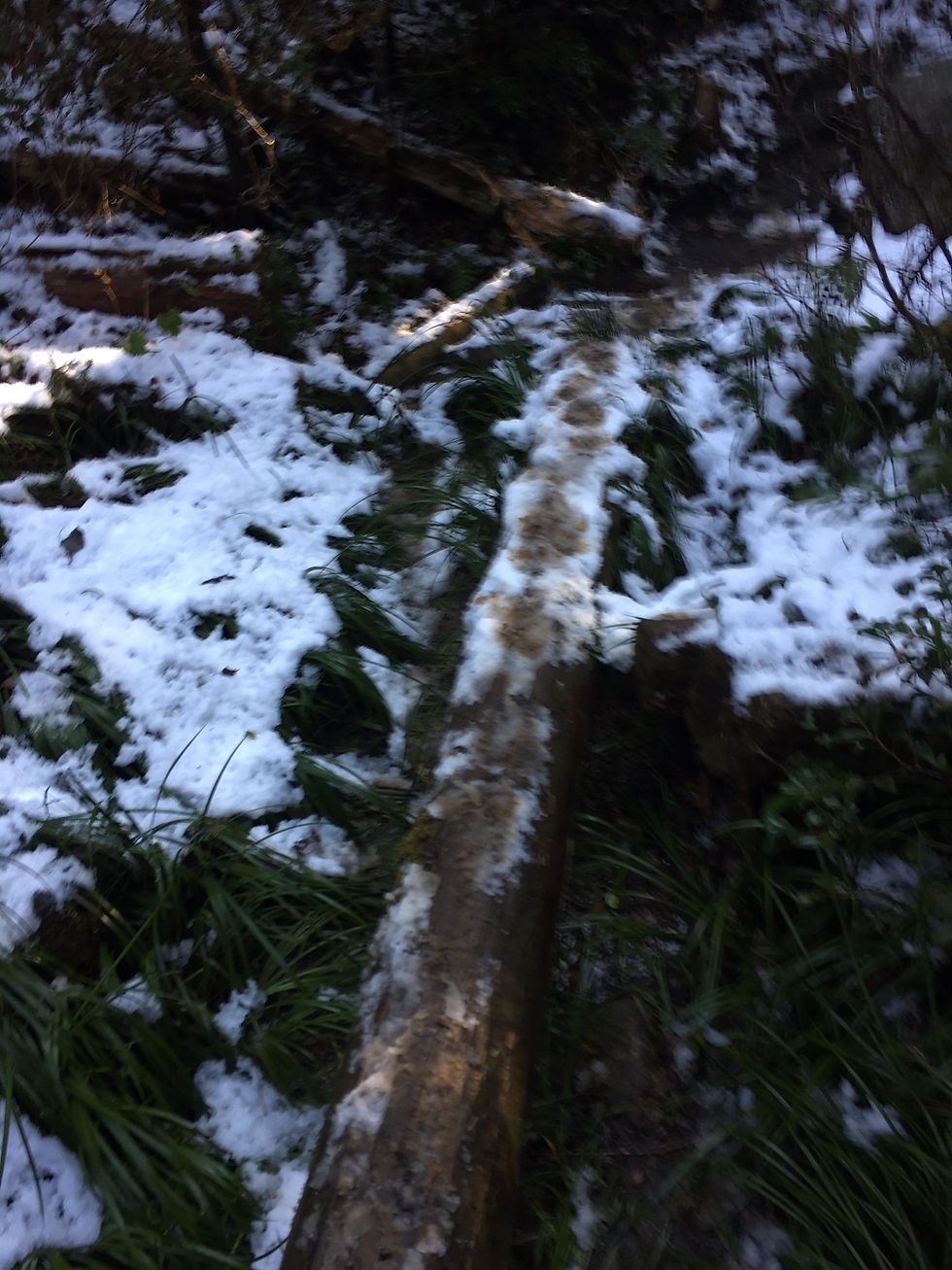 昨日は雪山へ行ってきました