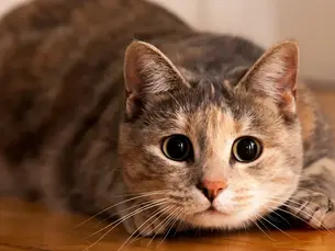 A Percepção Felina: Desvendando os Mistérios da Sensibilidade dos Gatos