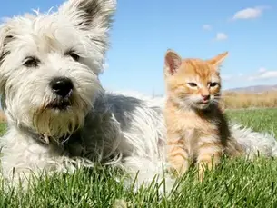 Pet Feliz no Verão: Guia Completo de Cuidados e Bem-Estar