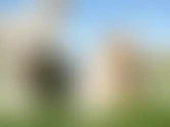 Pet Feliz no Verão: Guia Completo de Cuidados e Bem-Estar