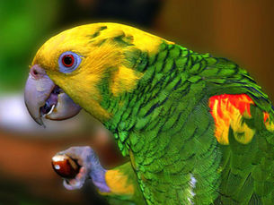 Tudo o que você precisa saber sobre papagaios: guia completo para tutores e apaixonados por aves