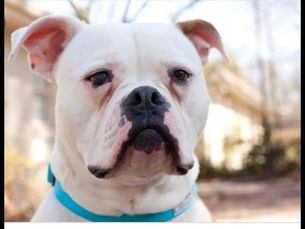 Adeus, Manchas de Lágrima! Guia Completo para um Cão Branco com Olhar Radiante