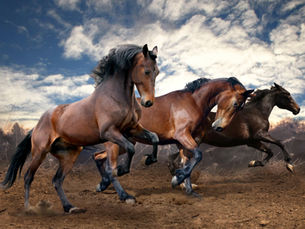 A Fascinante Evolução dos Cavalos: Uma Jornada Através do Tempo