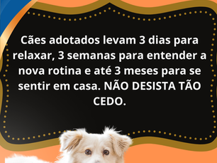 CÃES ADOTADOS