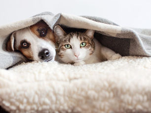 Cuidados com os Pets no Inverno: Como Proteger Cães e Gatos do Frio