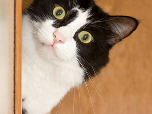 A Saga Felina: Desvendando a História da Domesticação dos Gatos