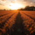 Old plow in a wheat field between the rows create in sun set, sun coming through