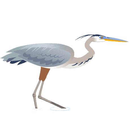heron.gif