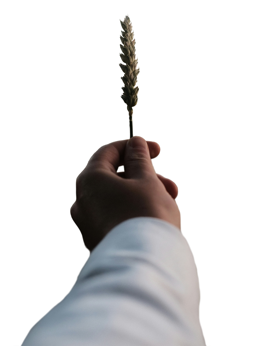 hand-wheat.png