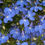 Thumbnail: Lobelia regatta - Lobelia