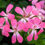 Thumbnail: Pelargonium peltatum / enkelbloemige hanggeranium