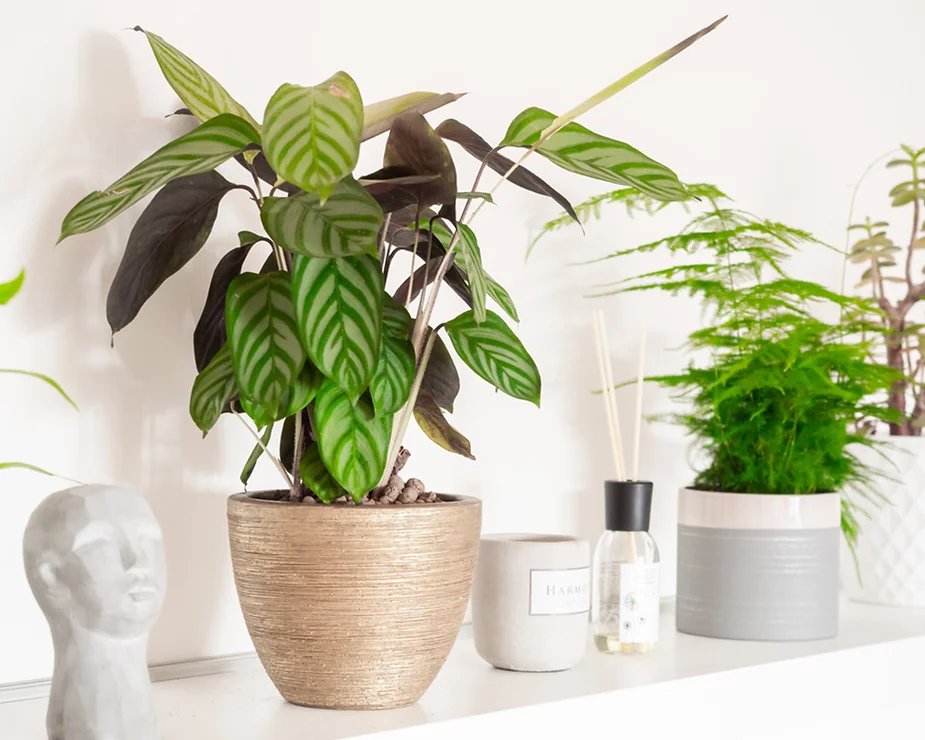 Kategorie Sets&Deals .webp
