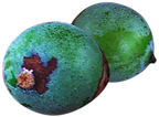 Bacaba (Oenocarpus bacaba)_edited.png