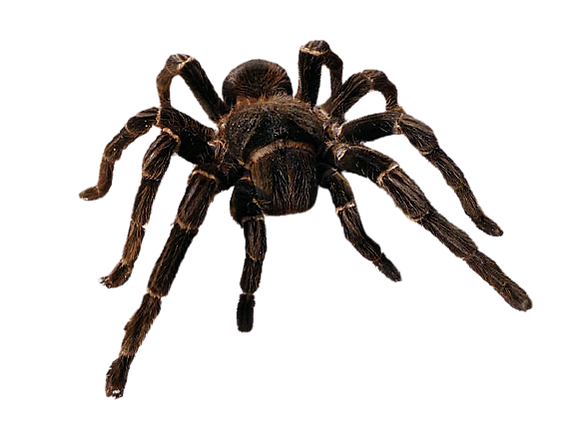 fotodia-lasiodora-parahybana-removebg-pr