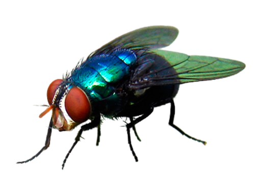mosca-varejo-removebg-preview.png