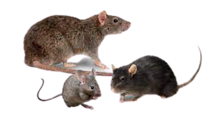 ratt-removebg-preview.png