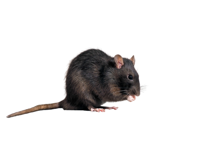 rato-1050531905-removebg-preview.png