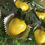 Thumbnail: Thee Lemon Grove 