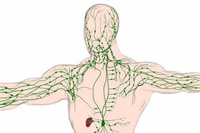 Unser Lymphsystem