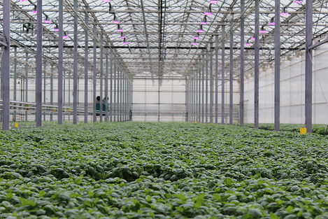 Greenhouse
