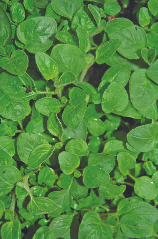 Organic Oregano