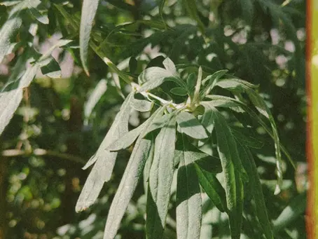 Maternal, mystical Mugwort