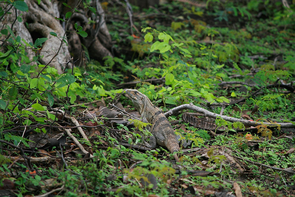 Iguana, Costa Rica