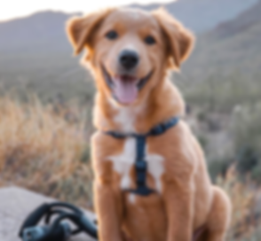 Screen Shot 2019-07-24 at 11_edited.png