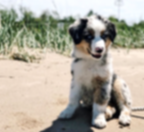 Screen Shot 2019-07-24 at 11.11_edited.p