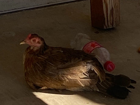 What I Learned from a Chicken and a Pack of Raccoons