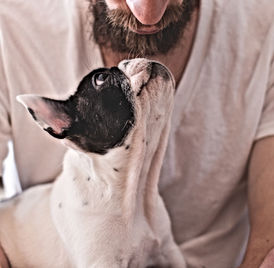 IPA Beer, Healthy snack for dogs, Best gift for dog lovers, Can dogs have milk, Gifts for new dog owners