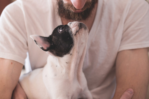 French Bulldog