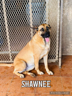 Shawnee