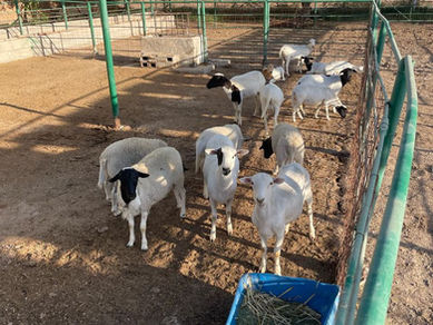 FRENA SADER BC ROBO DE GANADO EN EL VALLE DE MEXICALI