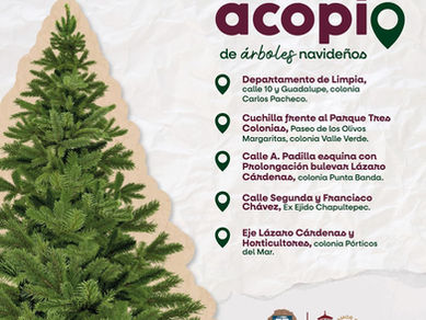 GOBIERNO DE ENSENADA HABILITA CENTROS DE ACOPIO DE ÁRBOLES NAVIDEÑOS
